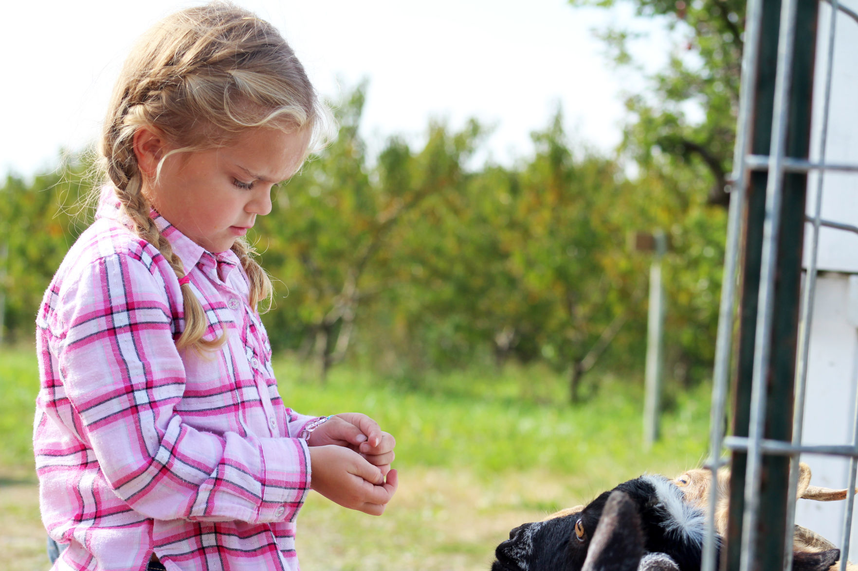 Brooklyn feeds a goat